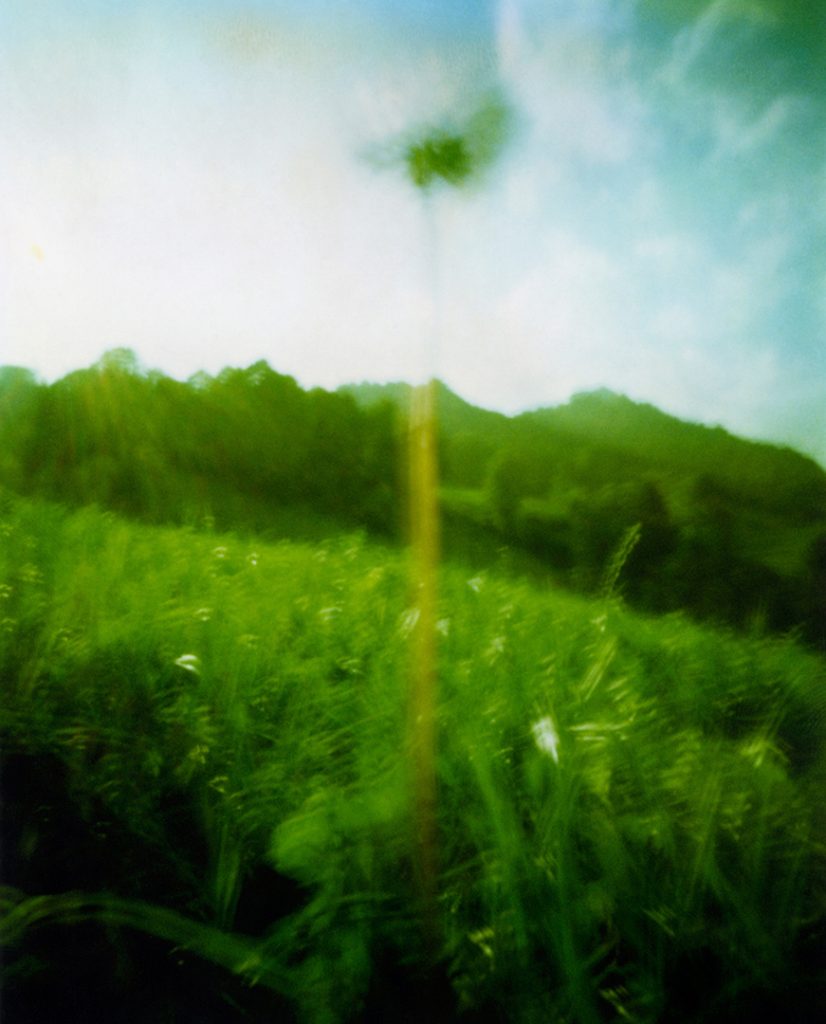 fiore bianco, trifoglio, che svetta nel cielo, sullo sfondo le montagne verdi, davanti un prato; Scansione da Polaroid