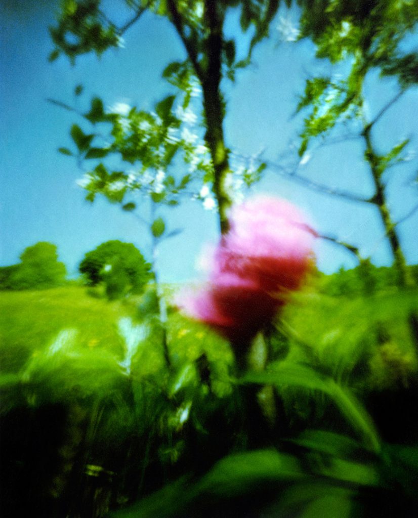 Fiore rosso in un prato verde; Scansione da Polaroid