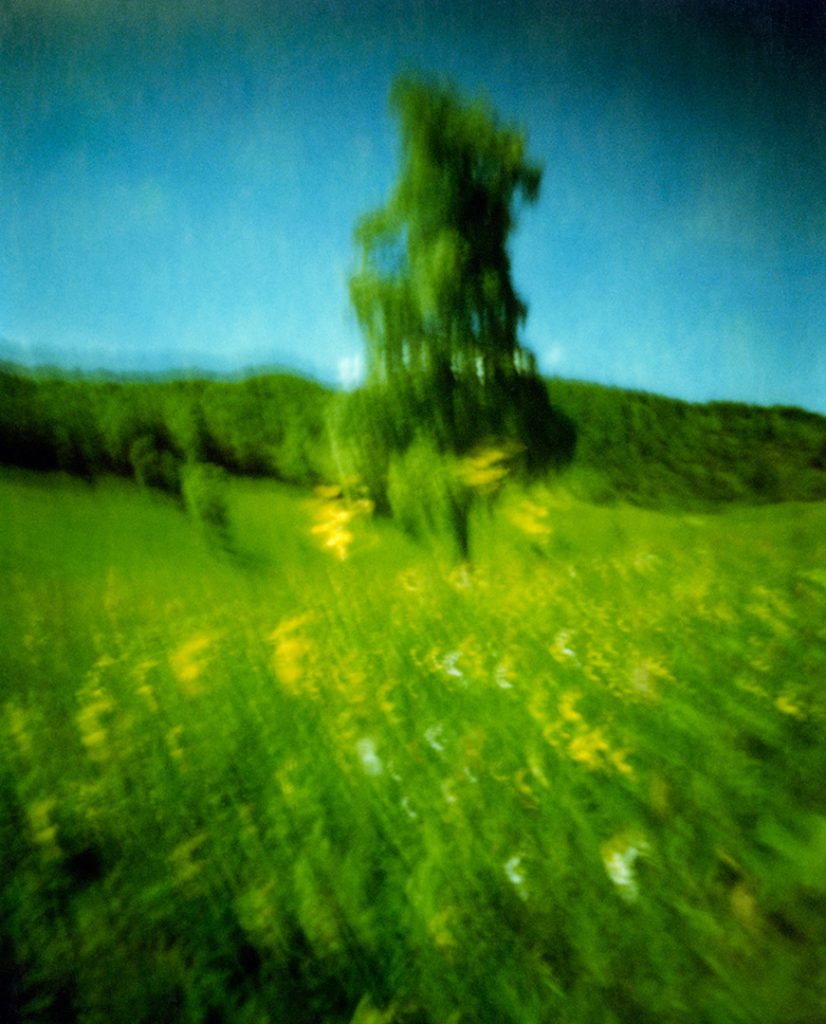Un pino si erge in un prato con fiori gialli, sullo sfondo un bosco; Scansione da Polaroid