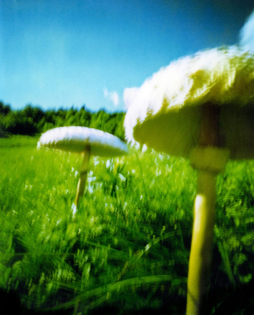 Funghi Mazze di Tambuto nel prato; scansione da Polaroid