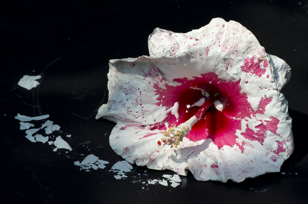 This picture is part of a photographic project called “Incerta Condicio”, which means fragility in latin.
The flower, an Hibiscus, has just been picked up and merged in a solid substance that stiffens its nature, taking away life and color. In this way, the artist modified the structure of the flower capturing the cracks you will find on it. Despite of the fragments, you can still find a balance between matter and nature in its purest form.