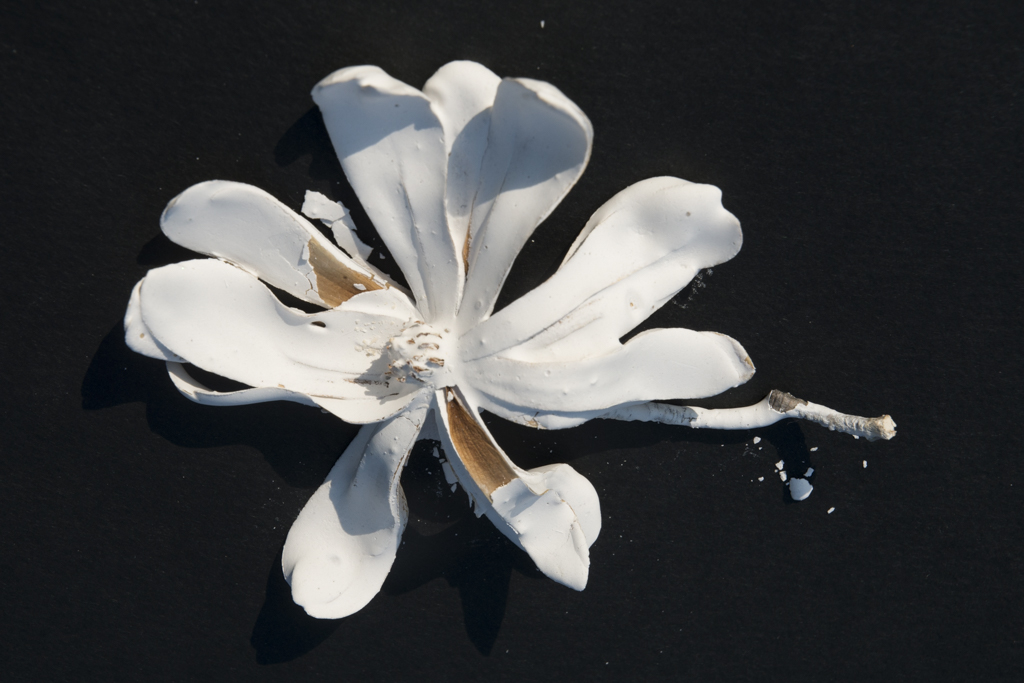 This picture is part of a photographic project called “Incerta Condicio”, which means fragility in latin.The flower, a Magnolia Stellata,  has just been picked up and merged in a solid substance that stiffens its nature, taking away life and color. In this way, the artist modified the structure of the flower capturing the cracks you will find on it. Despite of the fragments, you can still find a balance between matter and nature in its purest form.
